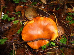 DSC06139.thumb.JPG.84b18d0a8f4276047f1eaf48dd84b3b0.JPG