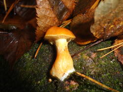 DSC06142.thumb.JPG.51cfb96efccd11ac824e5f5a81889d74.JPG