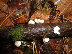 DSC06146.thumb.JPG.5e83b10147642732aabf1d9c96fc11f7.JPG