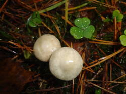 DSC06147.thumb.JPG.b20333e7cc631155fbf256517f3083d5.JPG