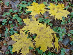 DSC06153.thumb.JPG.fc774f912cf240477a529c12b3dba824.JPG
