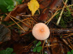 DSC06154.thumb.JPG.a8f77e663ba10eadfe6d1e83028cf1db.JPG