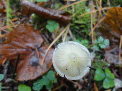 DSC06155.thumb.JPG.1c286b5c4db216fcd49c21b18dc78b8e.JPG