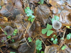 DSC06156.thumb.JPG.059c0326304f714ca7bcc8e15f8e34c1.JPG