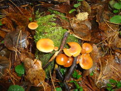 DSC06158.thumb.JPG.9d065f52f45cef429c73576b0439c2f6.JPG