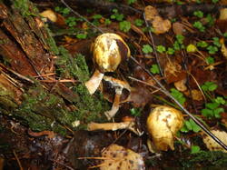 DSC06162.thumb.JPG.d25cf6a2d61558de23b0fd848adcd49b.JPG