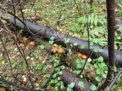 DSC06167.thumb.JPG.76643adbcc071013e1ab9b45c2566050.JPG