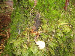 DSC06168.thumb.JPG.525c476b58413ca11a0c2a714517c5ed.JPG