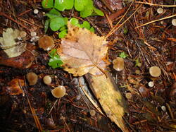 DSC06171.thumb.JPG.35043bf695dc03a3ba02d47d3184167e.JPG