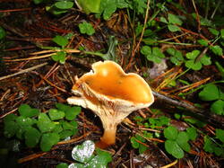 DSC06175.thumb.JPG.8d824b1af487dc55fa579dfc9a71119d.JPG