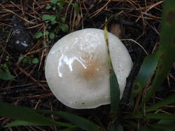 DSC06182.thumb.JPG.26c760db9a946ccfd5cc4684cac62b2f.JPG