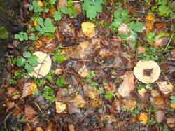 DSC06183.thumb.JPG.48e673c9e5ad8c771f9f10f2d91182c0.JPG