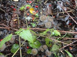 DSC06186.thumb.JPG.10ae9f6acb9dfaef0ddeeea838fad980.JPG