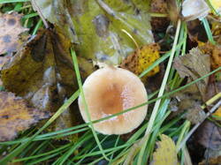 DSC06190.thumb.JPG.28f5905e6e17d80063cc0fb4c27f9483.JPG