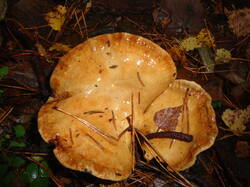 DSC06200.thumb.JPG.b145a89f92005a839174f70bb3dd1814.JPG