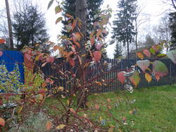 DSC06206.thumb.JPG.175f185b866bd6edde54b229f13ac2dd.JPG