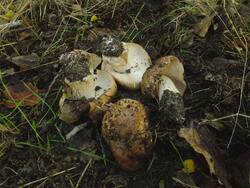DSCF1408.thumb.JPG.e5a1d18de72fe79b07996539b5f4e475.JPG