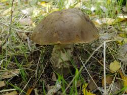 DSCF1410.thumb.JPG.fa4bf4e9b0d9515f4cc7cd1a0fb0944d.JPG
