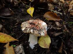 DSCF1481.thumb.JPG.e3f53b749f6ff8a7655511c56afd5e29.JPG