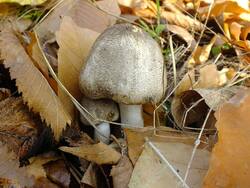 DSCF1496.thumb.JPG.03c5eec7cf5a83e9e6a80f28f85eb090.JPG