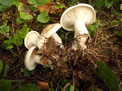 DSCF6284.JPG