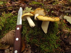 DSCF6285.JPG