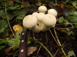 DSCF6288.JPG