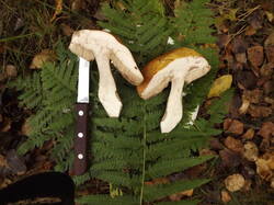 DSCF6291.JPG