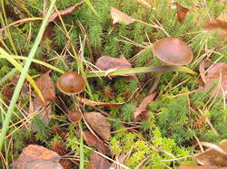 DSCN2545.thumb.JPG.3f2f51d74e89c0381be889fb2fab8d70.JPG