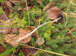 DSCN2548.thumb.JPG.886ed12ea36586e42af08949308185aa.JPG