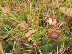 DSCN2551.thumb.JPG.546bdc2a1389475b5f8a2cd54efc375d.JPG