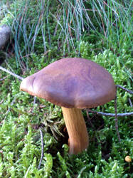 DSC_0132.thumb.jpg.3bd66bae5494f3f77d10776c54c72d6b.jpg