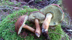 DSC_0164.thumb.jpg.8e3dcd8f9d71bb889c1c79e9491344e0.jpg