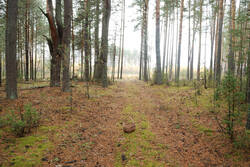 DSC_5959.thumb.jpg.e2f69f2726ba68de3d8994b693692f9d.jpg