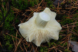 DSC_5968.thumb.jpg.f0a1eaab0f137b5237b93554786d9f95.jpg