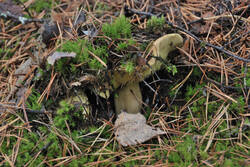 DSC_5971.thumb.jpg.c0468b7e373763e917602e567e2a6c6c.jpg