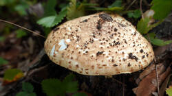 Echinoderma_asperum_AWP.thumb.JPG.d50afd4e3678e681624da60b07c053d4.JPG