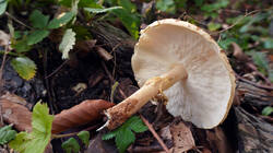 Echinoderma_asperum_AWP_20251002.thumb.JPG.580fbf642e8069e736b1756991a3c9ea.JPG