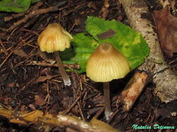 Entoloma_pleopodium_NND_20190721-2.thumb.JPG.4f5efcbf8311e328c8fba02ca184b014.JPG