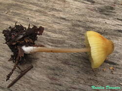 Entoloma_pleopodium_NND_20190721-4.thumb.JPG.72243ad05182fe81d6925703634bd18d.JPG