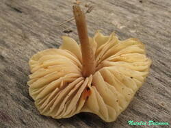 Entoloma_pleopodium_NND_20190721-6.thumb.JPG.4339b833f0eab705a603d07c885d05fb.JPG