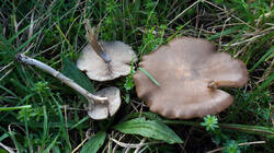 Entoloma_sericeum_AWP_20251024.thumb.JPG.e92362dc520ac72bc3292bc7a37b3857.JPG
