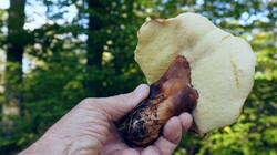 Gyroporus_castaneus_AWP_20251002.thumb.JPG.ba616cdccc8568655f2dbb65a30ba8cc.JPG