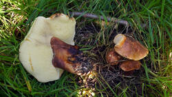 Gyroporus_castaneus_AWP_20251002F.thumb.JPG.897d776e396ee3235bee48fd4c85e88c.JPG