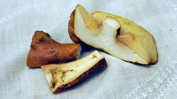 Gyroporus_castaneus_AWP_202510_02.thumb.JPG.e5cf5e15992a8c65c9f07461dad9131a.JPG