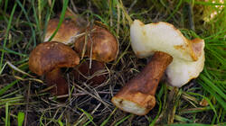 Gyroporus_castaneus_AWP_2025_1002.thumb.JPG.7ed5a5923d2279f3a0cfdd47cfd36f7f.JPG