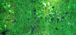 Hygrocybe_singeri50260.jpg