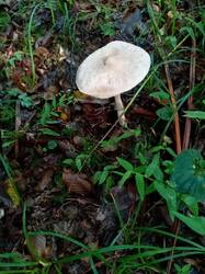 IMG-20250927-WA0017.jpg