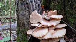 IMG-20251002-WA0013.thumb.jpg.e500f19347dda2251f5e54e4f4cc46c5.jpg