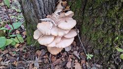IMG-20251002-WA0014.thumb.jpg.2dc6b8706f75daec70063f55bce71717.jpg